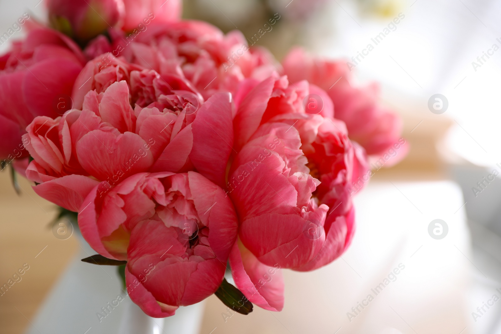 Photo of Beautiful peony bouquet on blurred background, closeup