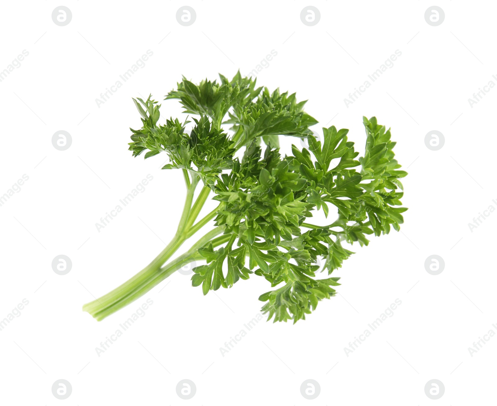 Photo of Fresh green organic parsley on white background