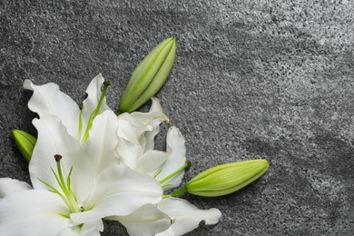 Image of Beautiful lily flowers on grey stone background, top view. Space for text