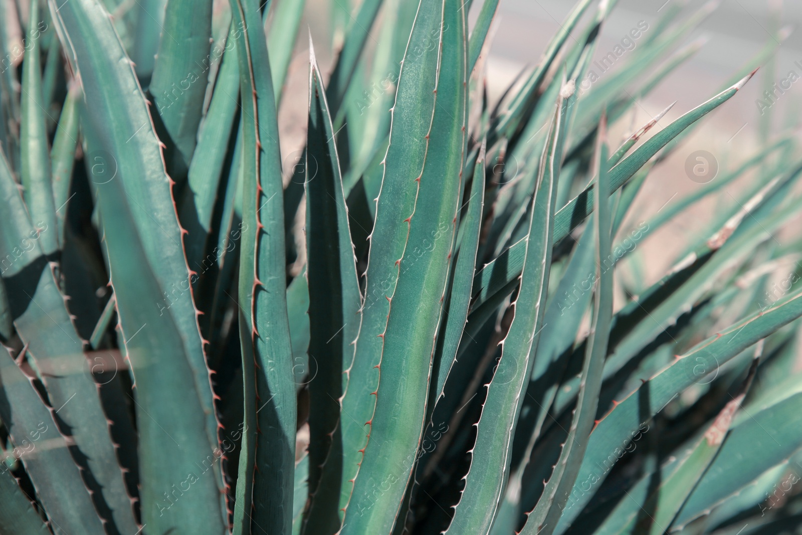 Photo of Closeup view of beautiful Agave plant growing outdoors