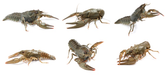 Image of Set of fresh crayfishes on white background. Banner design