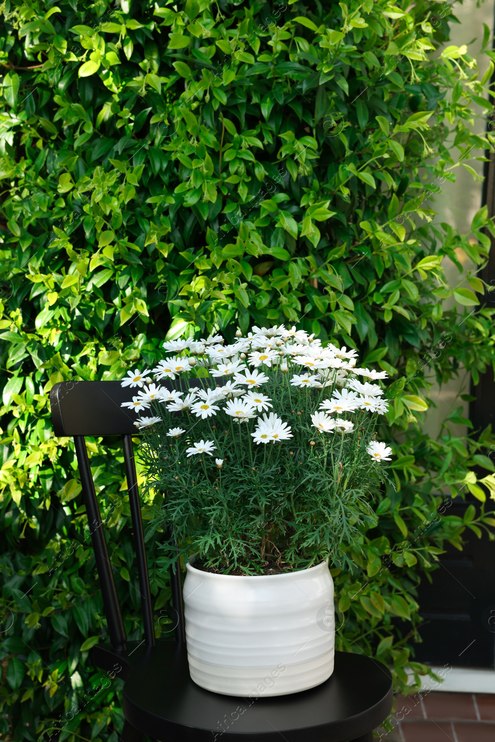 Photo of Beautiful blooming daisy plant in flowerpot on black chair outdoors