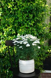 Beautiful blooming daisy plant in flowerpot on black chair outdoors