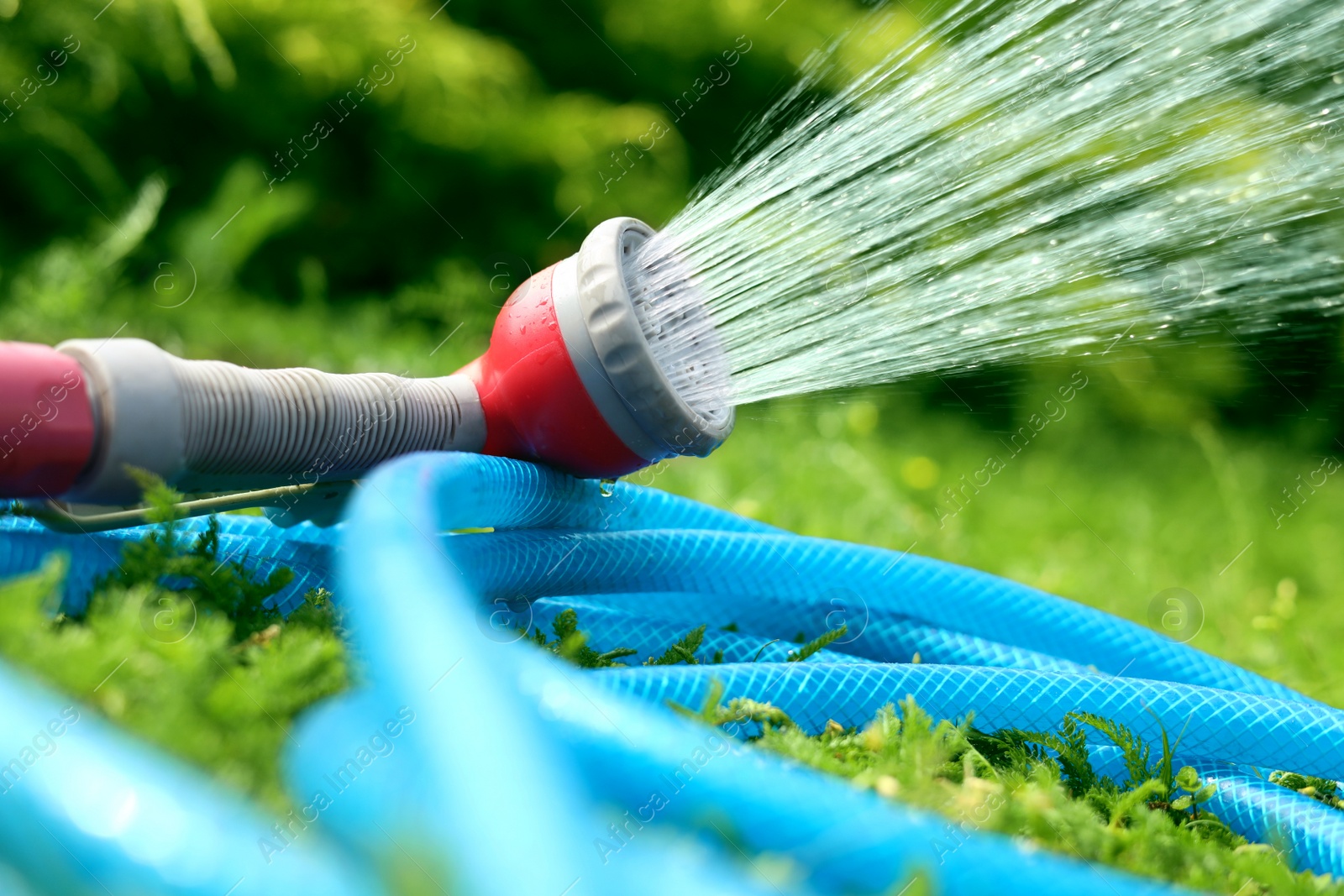 Photo of Water spraying from hose on green grass outdoors, closeup