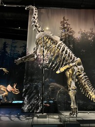 Leiden, Netherlands - June 18, 2022: Life size skeleton of Plateosaurus in Naturalis Biodiversity Center