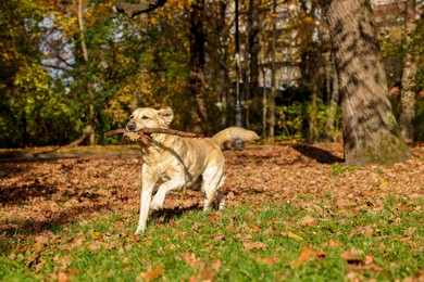 Cute Labrador Retriever dog fetching stick in sunny autumn park