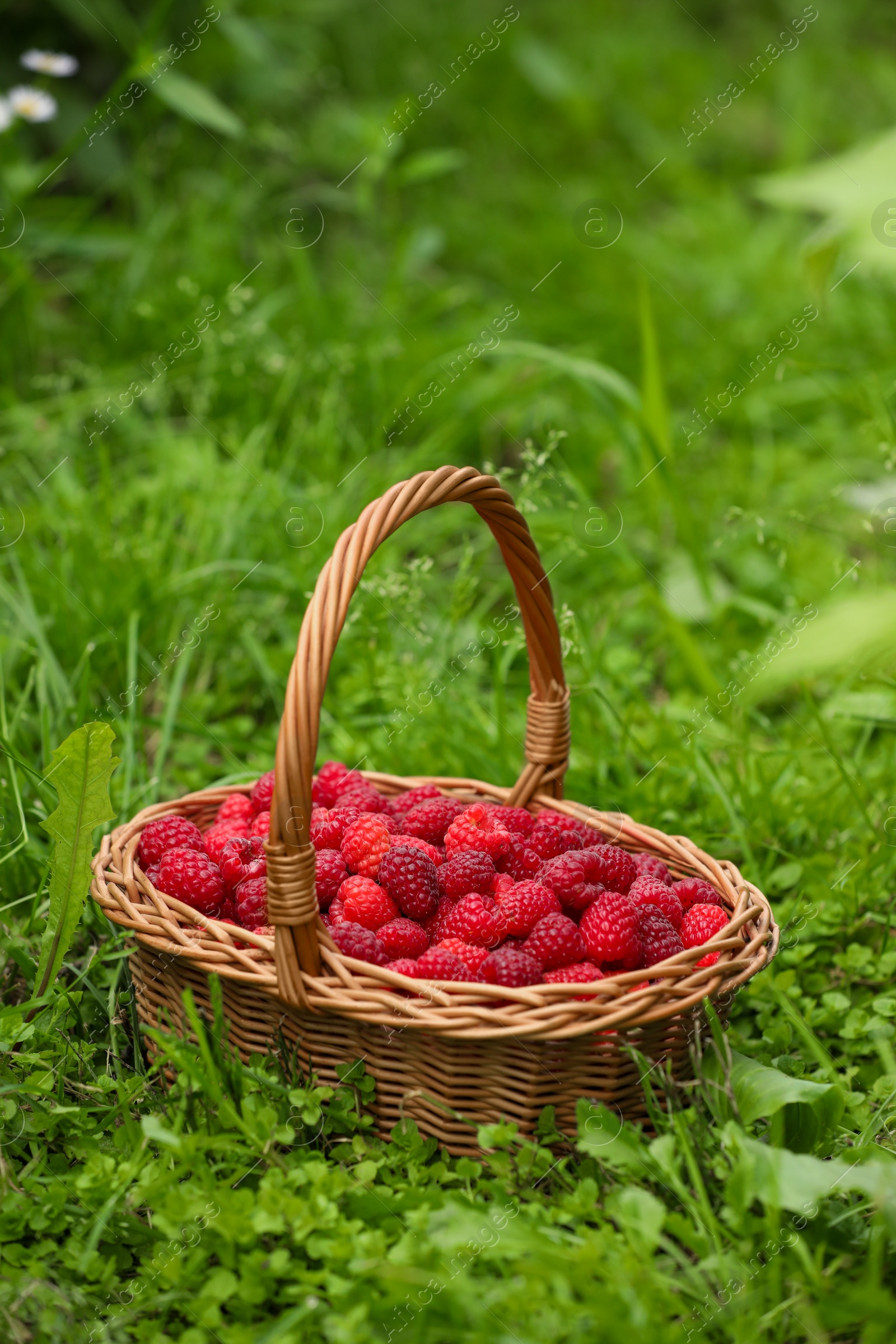 Photo of Wicker basket with ripe raspberries on green grass outdoors