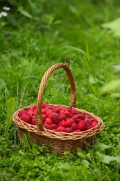 Photo of Wicker basket with ripe raspberries on green grass outdoors