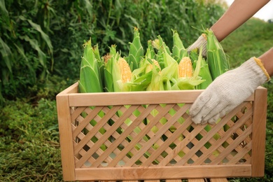 Photo of Woman holding wooden crate with fresh ripe corn on field, closeup