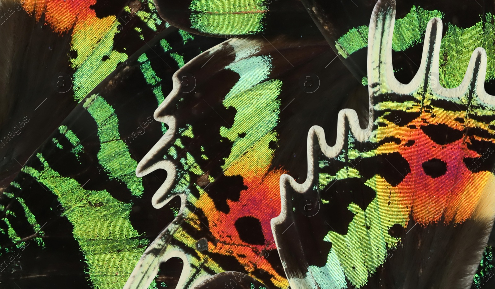 Image of Beautiful Madagascan sunset moth wings as background, closeup