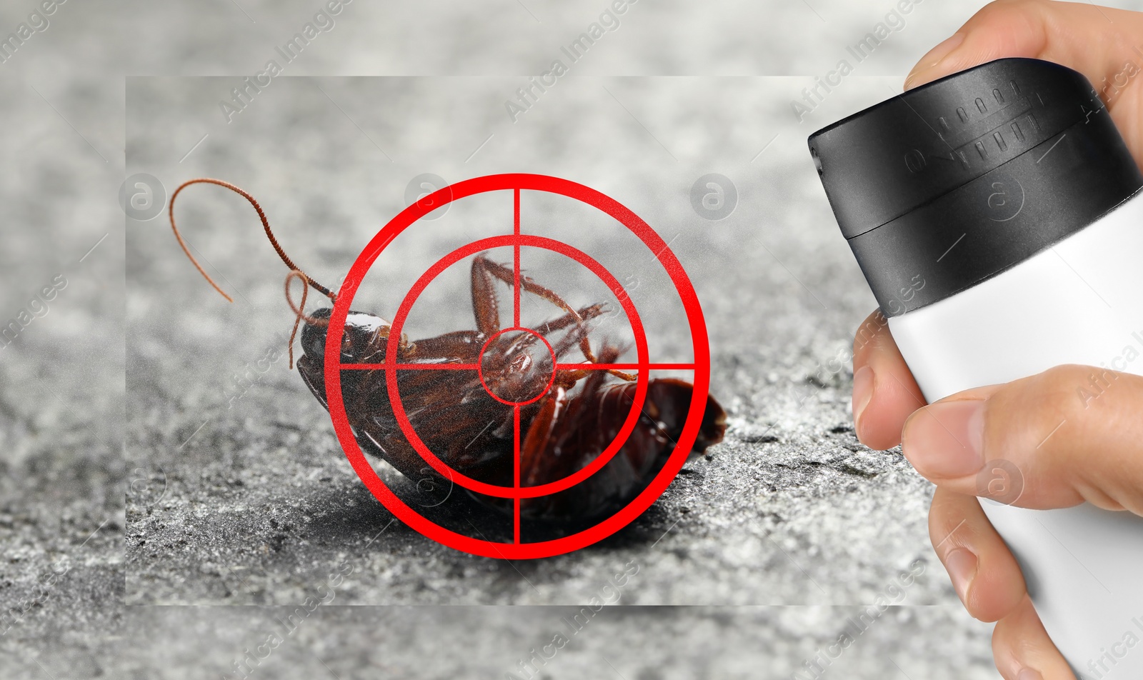 Image of Pest control. Using household insecticide to kill cockroach at home, closeup