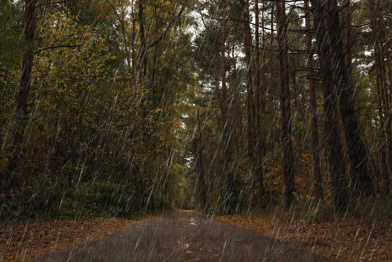 Image of Pathway between many beautiful trees in autumn park on rainy day