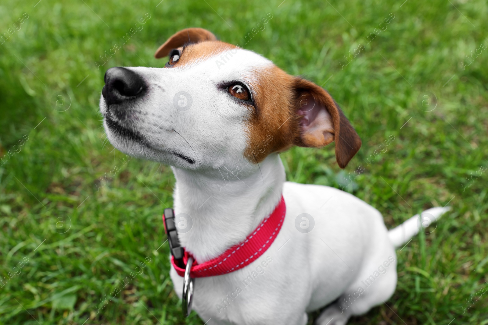 Photo of Beautiful Jack Russell Terrier in red dog collar outdoors