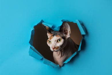 Adorable Sphynx cat looking out of torn heart shaped hole in light blue paper