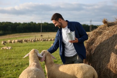 Photo of Smiling man with bucket feeding sheep near hay bale on animal farm