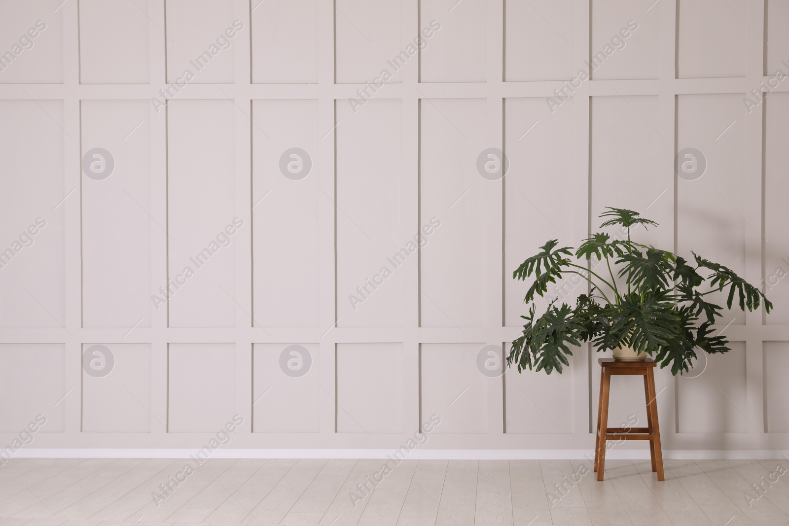 Photo of Green plant on wooden stool near empty molding wall indoors, space for text