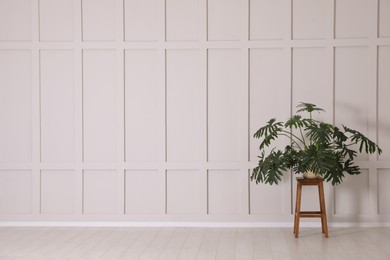 Green plant on wooden stool near empty molding wall indoors, space for text