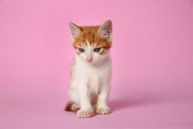Photo of Cute little kitten on pink background. Baby animal