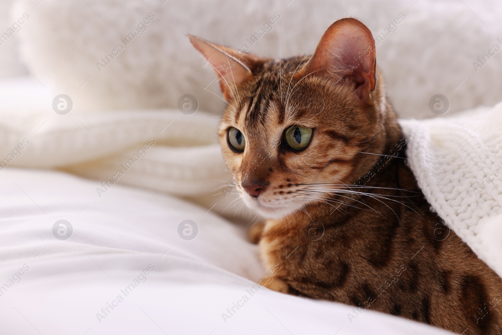 Photo of Cute Bengal cat lying on bed at home, closeup and space for text. Adorable pet