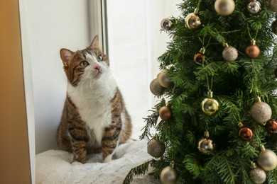 Cute cat on window sill looking at Christmas tree at home. Funny pet