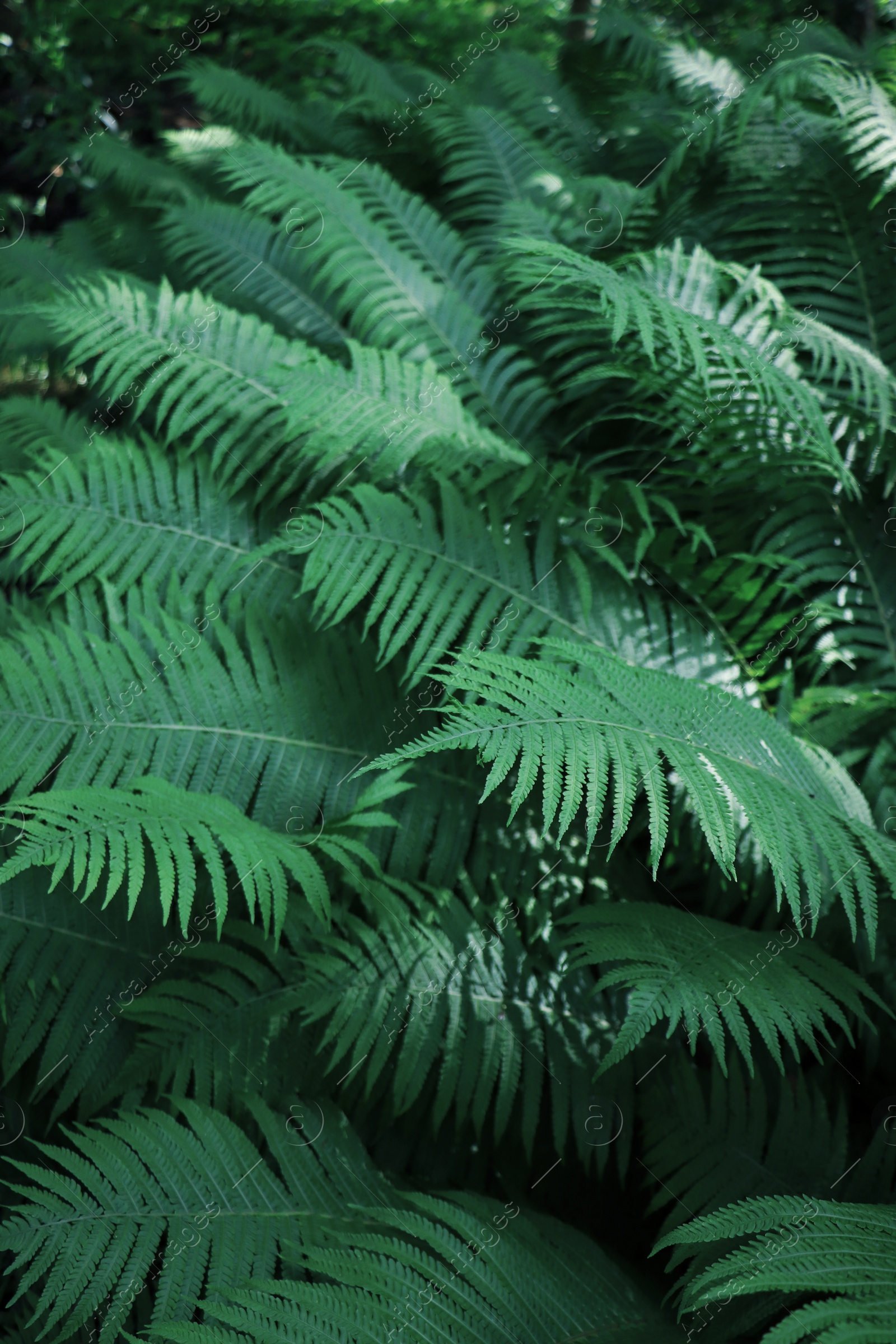 Photo of Beautiful fern with lush green leaves growing outdoors, closeup