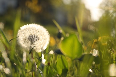 Beautiful fluffy dandelion in bright green grass on sunny day, closeup. Space for text