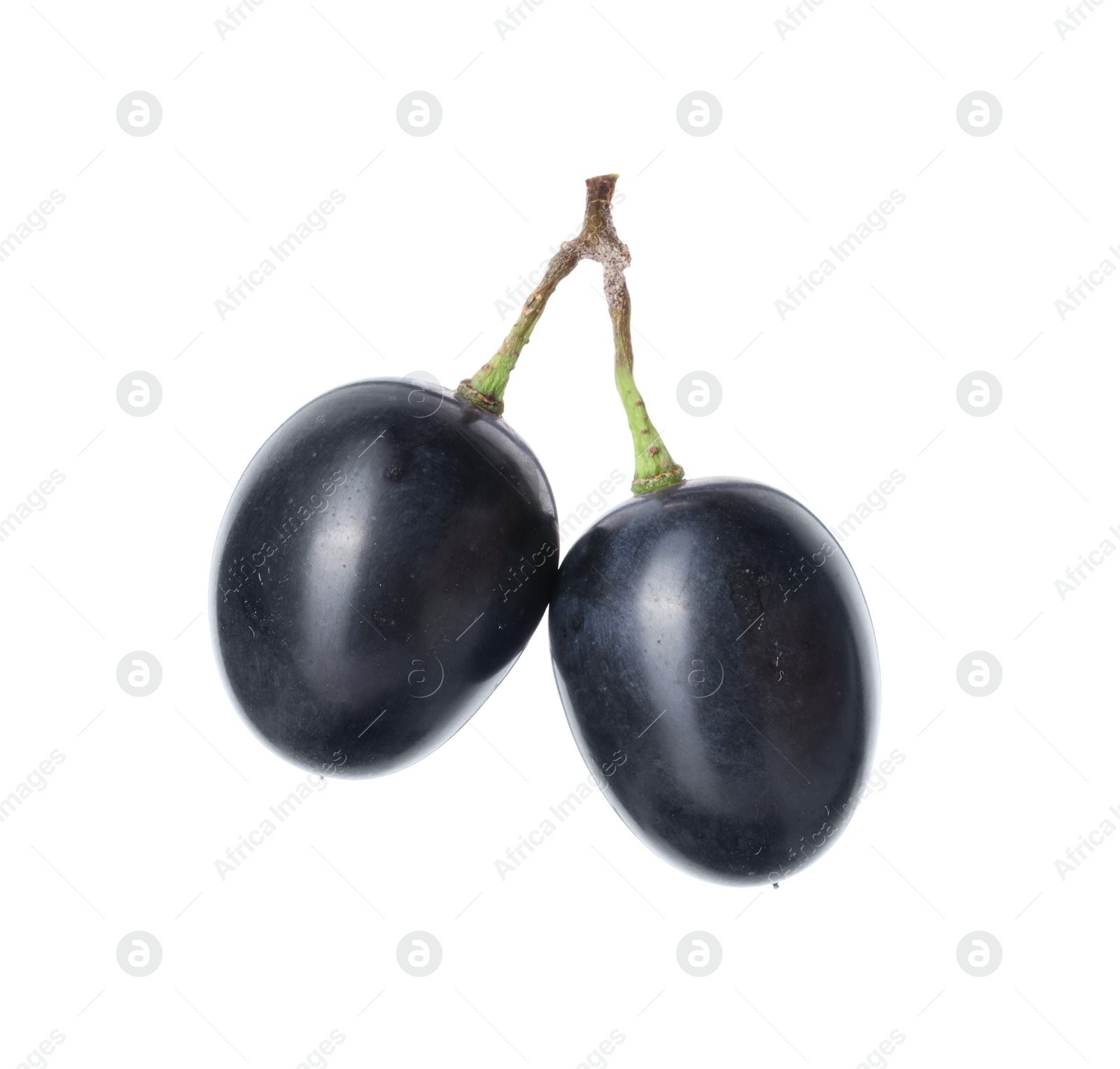 Photo of Two ripe dark blue grapes isolated on white