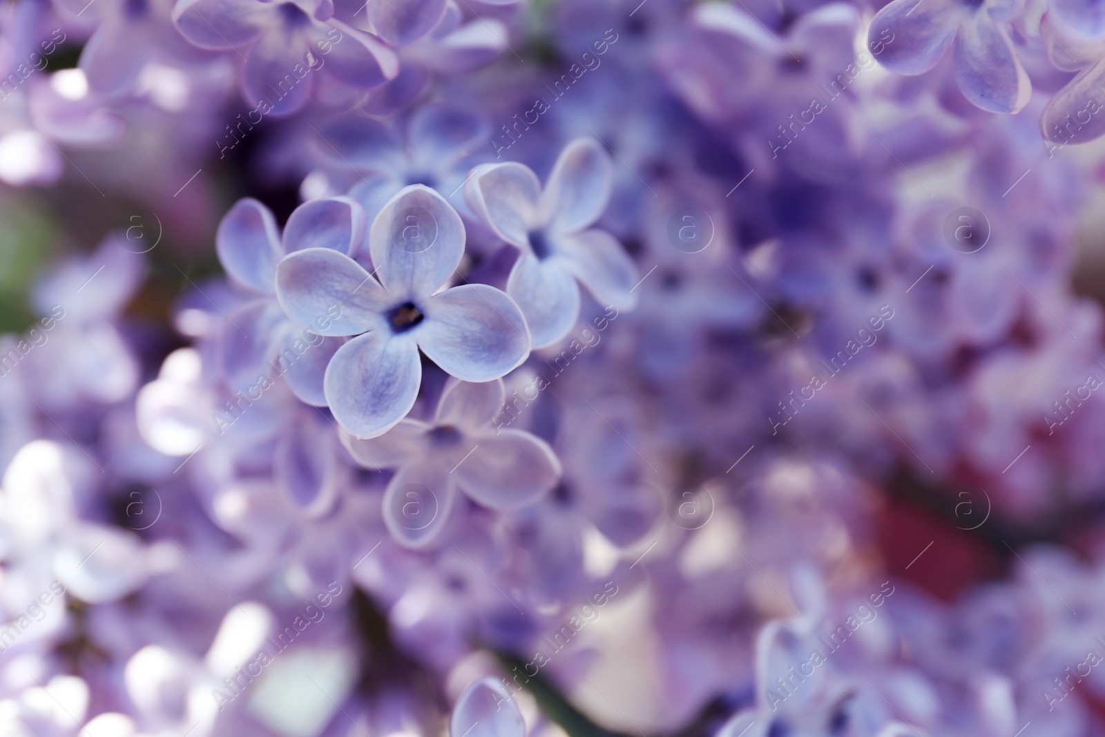 Photo of Closeup view of beautiful blooming lilac shrub outdoors