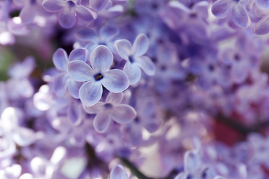 Closeup view of beautiful blooming lilac shrub outdoors