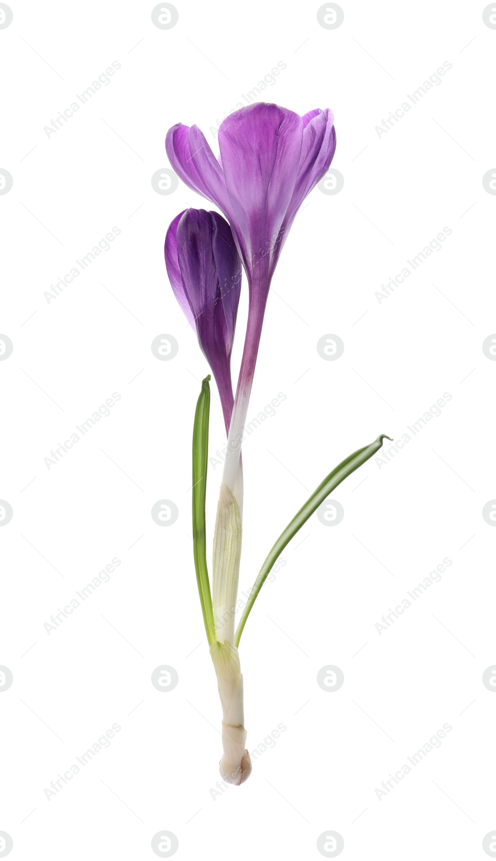 Photo of Beautiful purple crocus flowers on white background