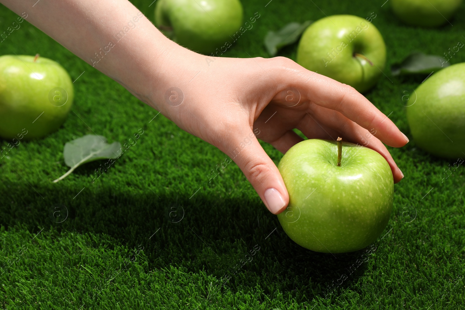 Photo of Woman picking ripe green apple up from grass, closeup