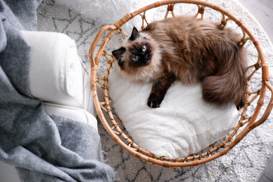 Photo of Cute Balinese cat in basket at home, top view. Fluffy pet