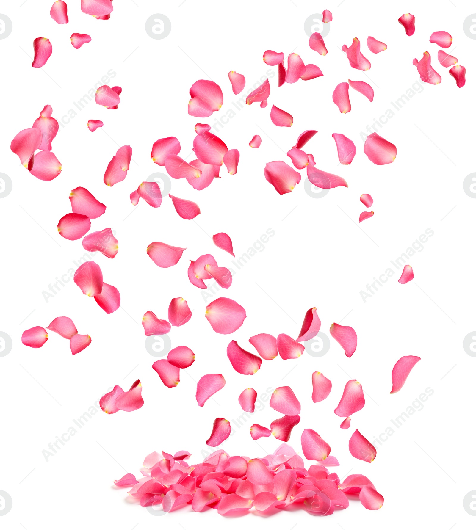 Image of Flying fresh pink rose petals on white background