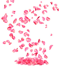 Flying fresh pink rose petals on white background