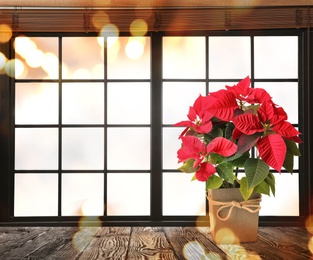 Image of Christmas traditional poinsettia flower in pot on table near window, bokeh effect. Space for text