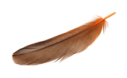 Photo of Beautiful orange bird feather isolated on white