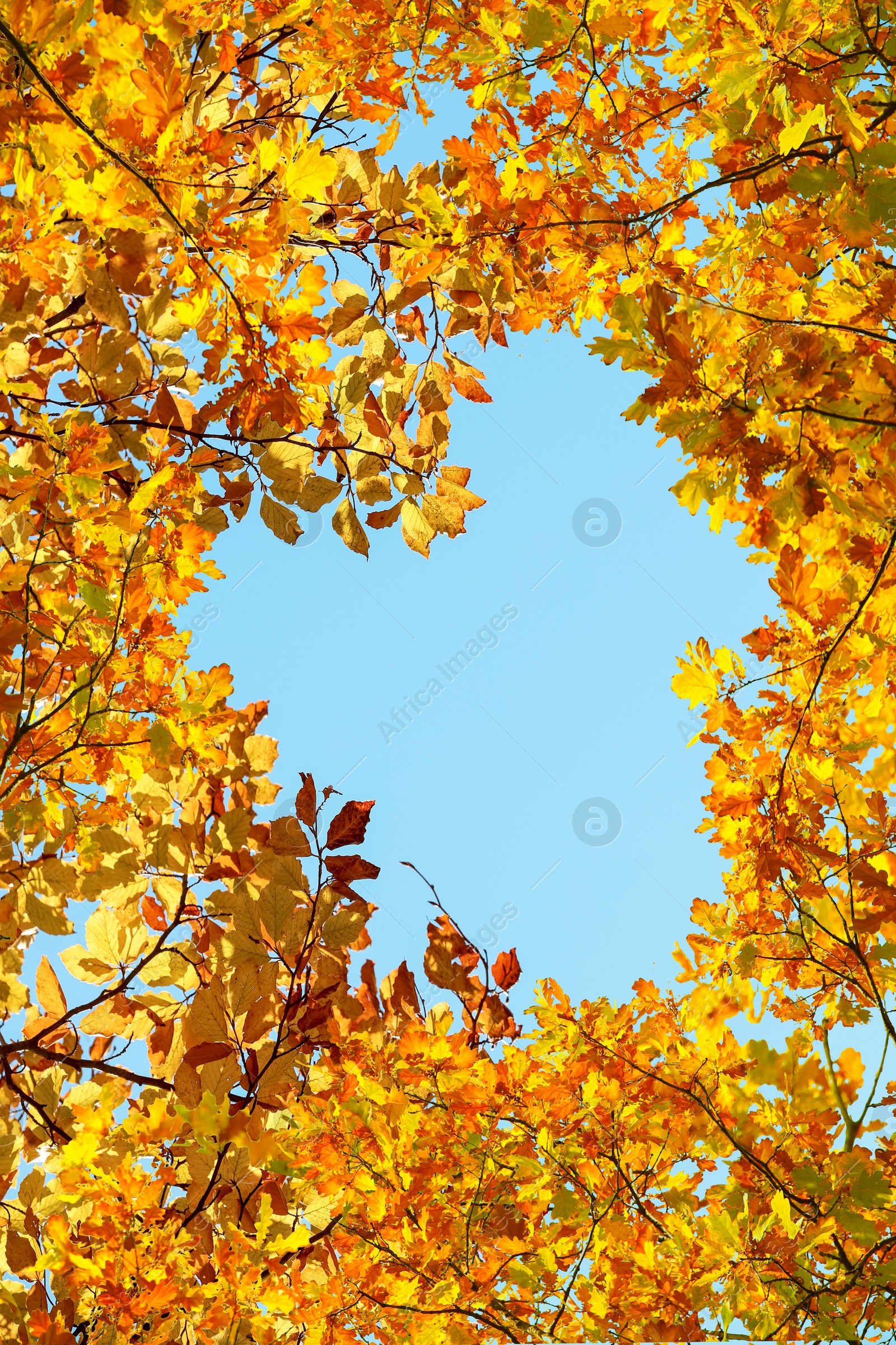 Image of Light blue sky visible through heart shaped gap formed of autumn trees crowns, bottom view