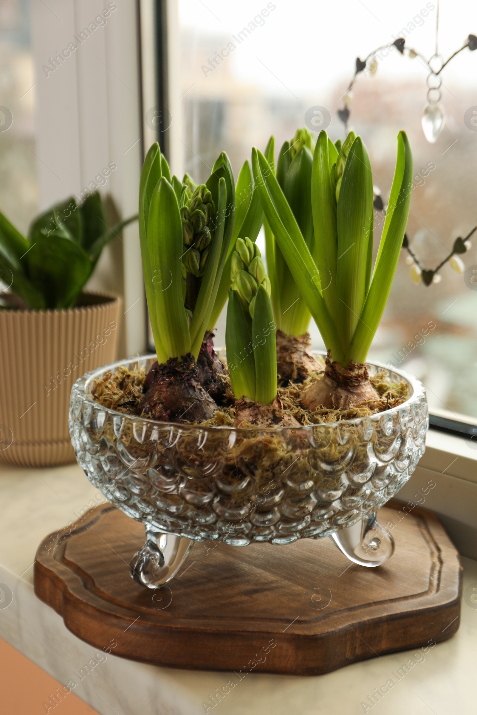 Photo of Spring is coming. Beautiful bulbous plants on windowsill indoors