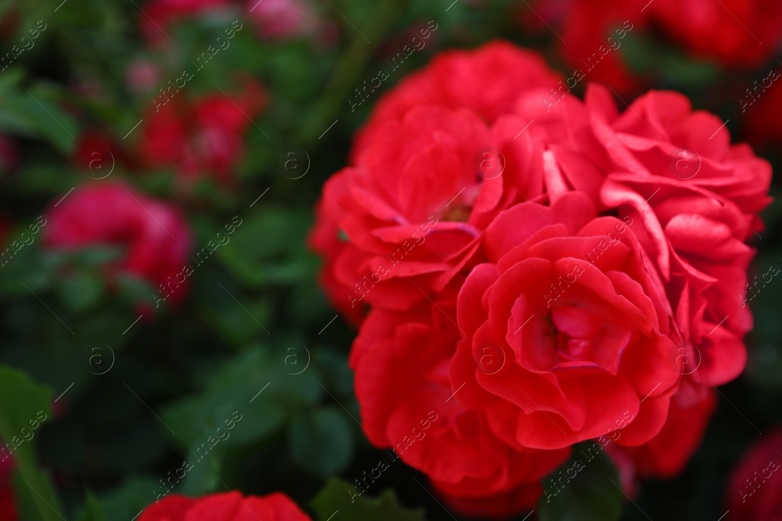 Photo of Beautiful garden flowers outdoors, space for text. Amazing nature in summer