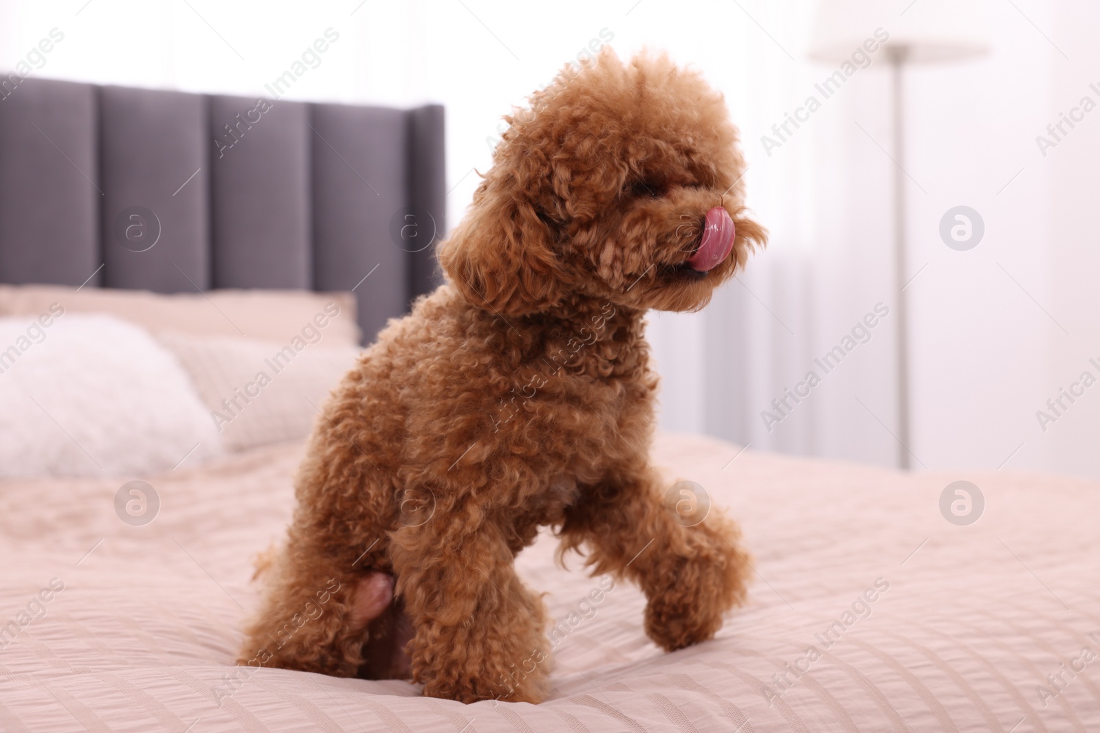 Photo of Cute Maltipoo dog on soft bed at home. Lovely pet