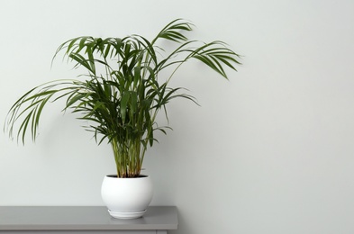 Photo of Exotic house plant in pot on table near grey wall. Space for text