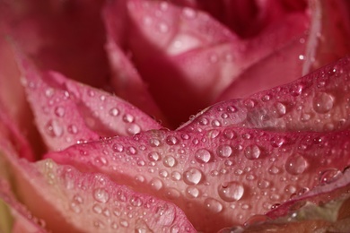 Photo of Closeup view of beautiful blooming pink rose with dew drops as background