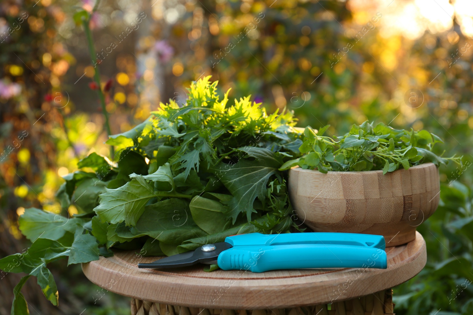 Photo of Many fresh green herbs and pruner on wooden table outdoors