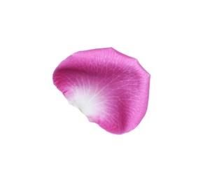 Photo of Pink rose flower petal on white background