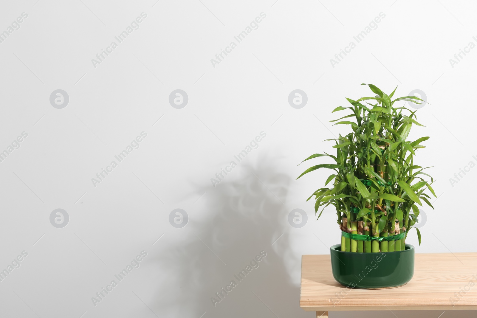 Photo of Pot with green bamboo on table against light background. Space for text