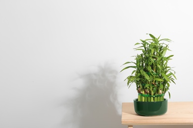 Pot with green bamboo on table against light background. Space for text