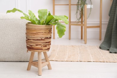 Green houseplant with wooden pot and stand on floor in room. Interior design