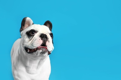 Photo of French bulldog on blue background. Space for text