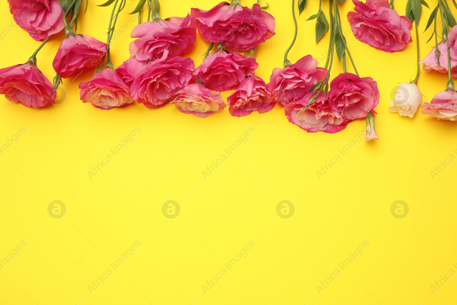 Photo of Beautiful Eustoma flowers on yellow background, flat lay. Space for text