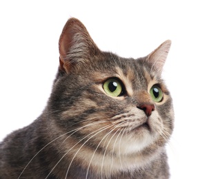 Photo of Cute gray tabby cat on white background. Lovely pet